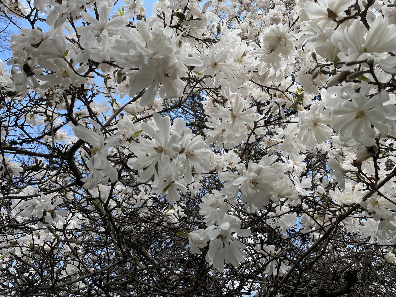 blossoms on a tree